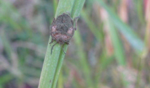 Pentatomidae:  ninfa di Nezara viridula infestata da un fungo